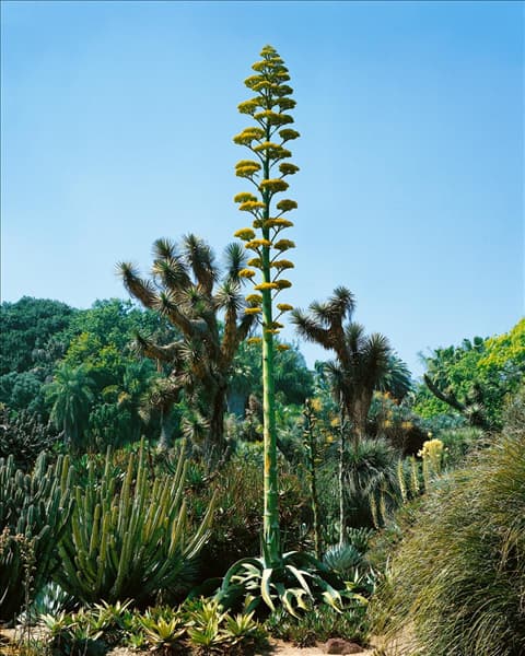 Agave americana
