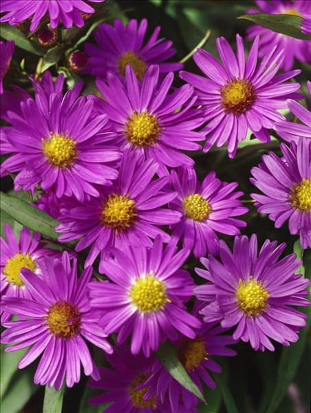 Aster dumosus Anneke