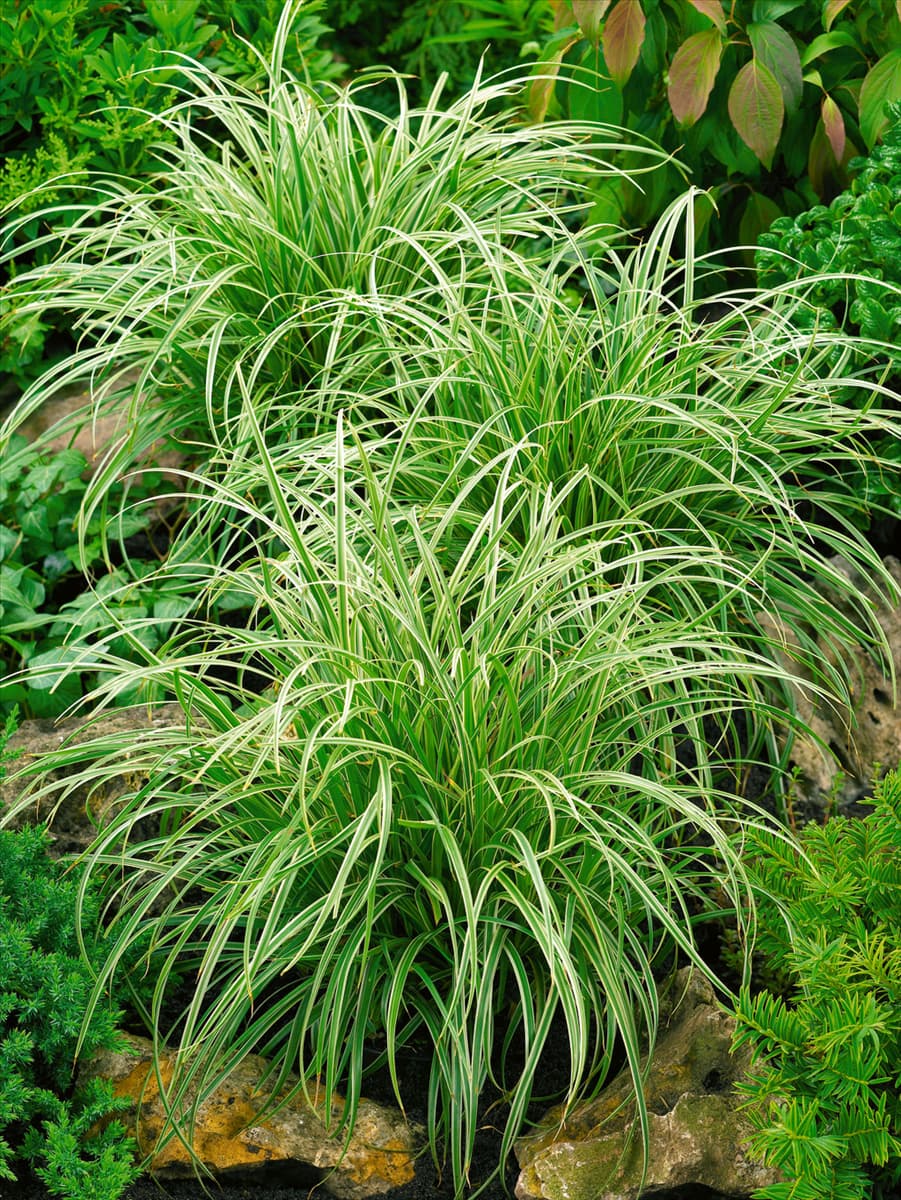 Carex Silver Sceptre