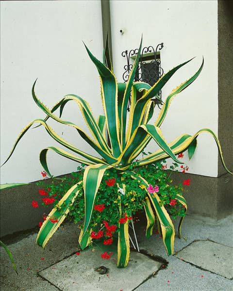 Agave americana