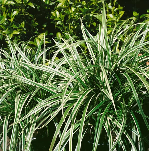 Carex morowii Silver Sceptre