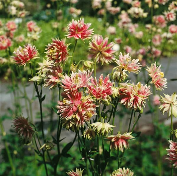 Aquilegia Nora Barlow