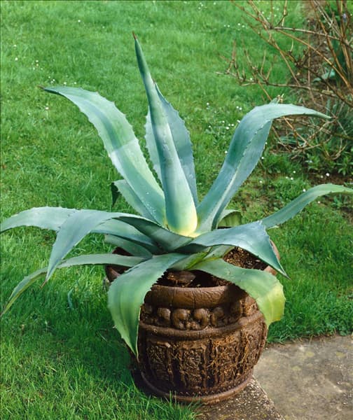 Agave americana im Topf