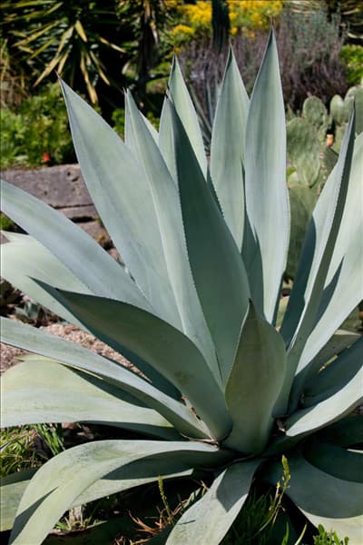 Agave americana