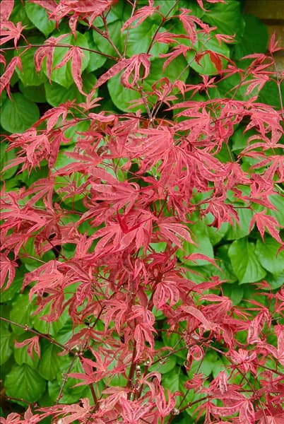 Acer palmatum Shirazz (R)