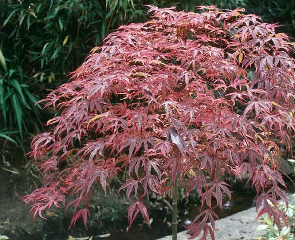 Acer palmatum Shirazz (R)