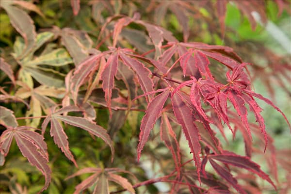 Acer palmatum Shirazz