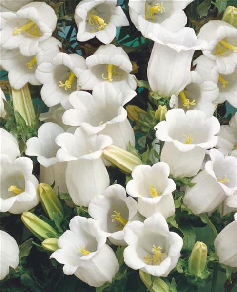 Campanula Poem