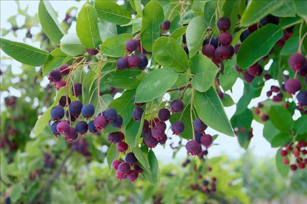 Amelanchier lamarckii