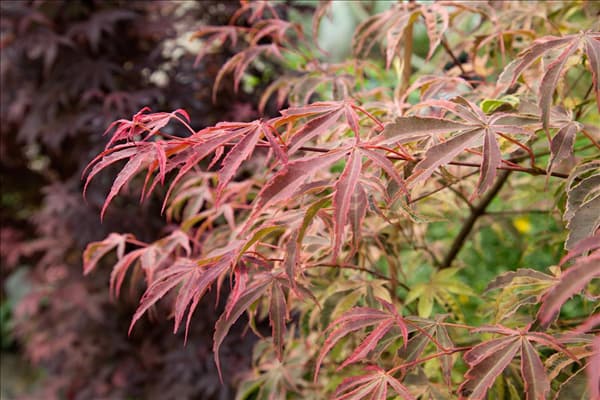Acer palmatum Shirazz