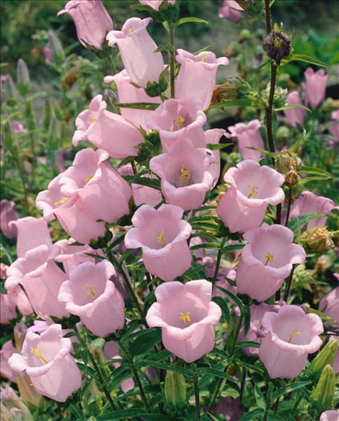 Campanula Poem