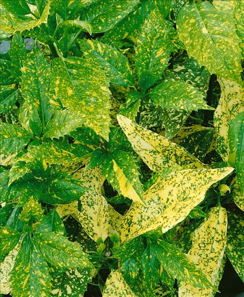 Aucuba japonica Golden King