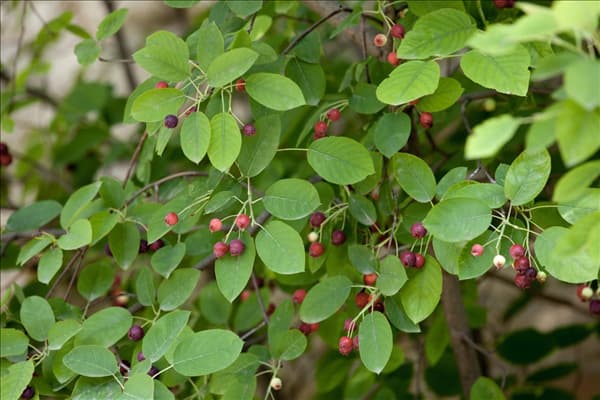 Amelanchier lamarckii