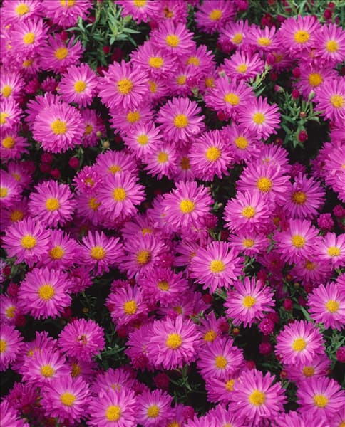 Aster dumosus Kassel