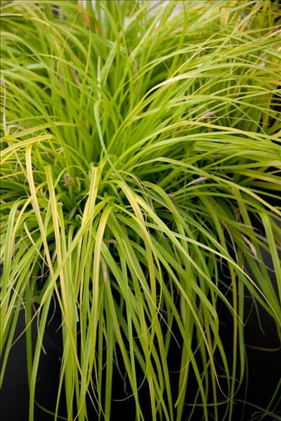 Carex Evercolor Everillo