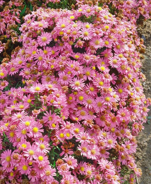 Aster dumosus Kassel