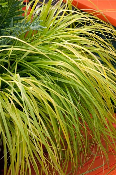 Carex Evercolor Everillo