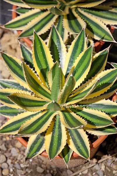 Agave lophantha Variegata