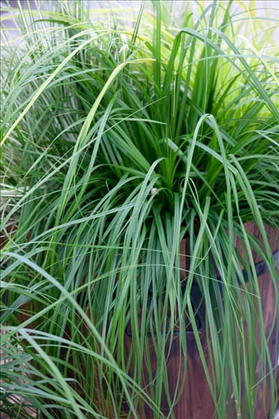 Carex Evercolor  Irish Evergreen