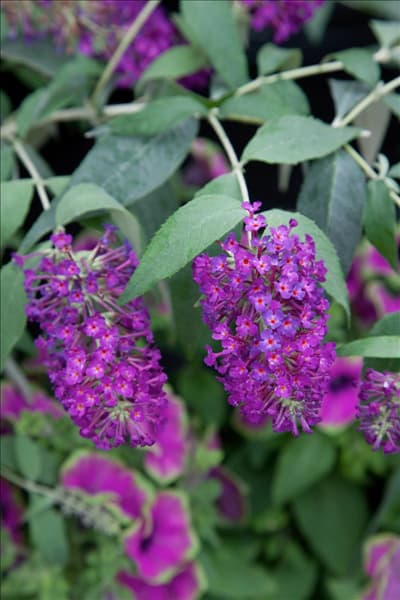 Buddleja davidii Buzz Magenta