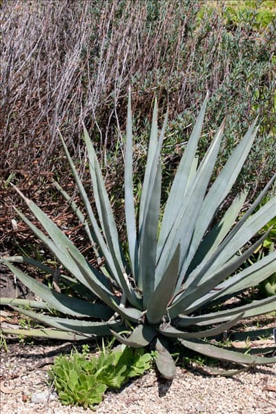 Agave lophantha