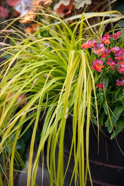Carex Evercolor Everillo