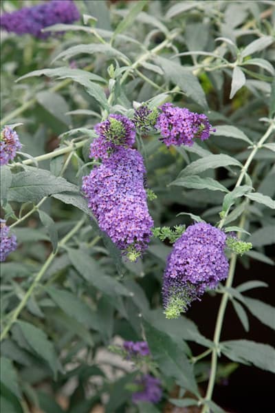 Buddleja davidii Buzz Violet