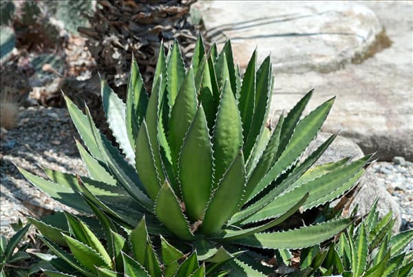 Agave lophantha