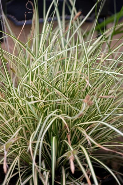 Carex Evercolor Evergold