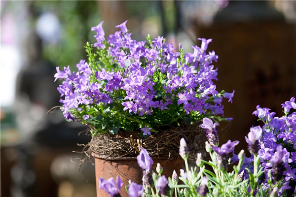 Campanula portenschlagiana im Tontopf