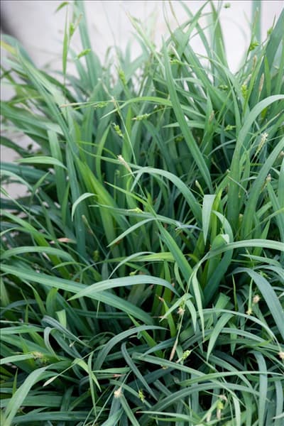 Carex Evercolor Blue Bunny