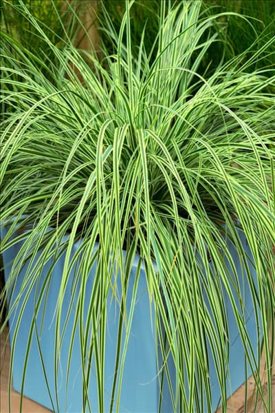 Carex oshimensis EverColor ® Everlime