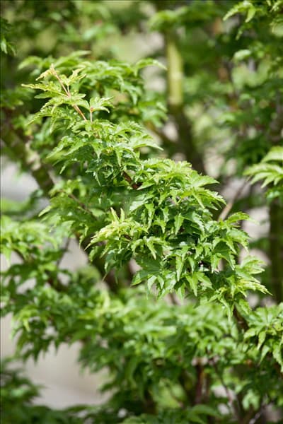 Acer palmatum Shishigashira