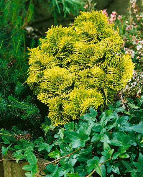 CHAMAECYPARIS OBTUSA AURORA