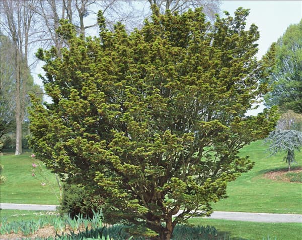Acer palmatum Shishigashira