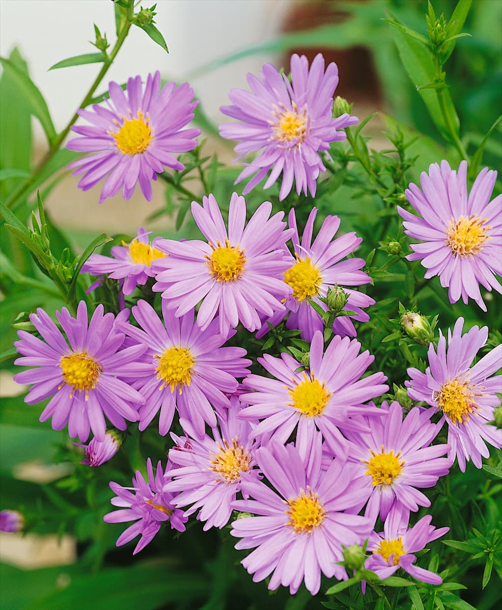 ASTER DUMOSUS LITTLE AUDREY