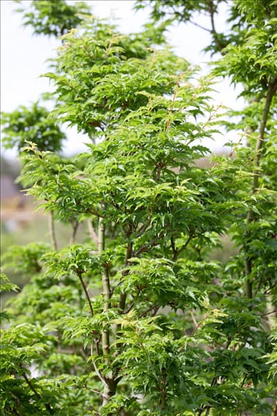 Acer palmatum Shishigashira