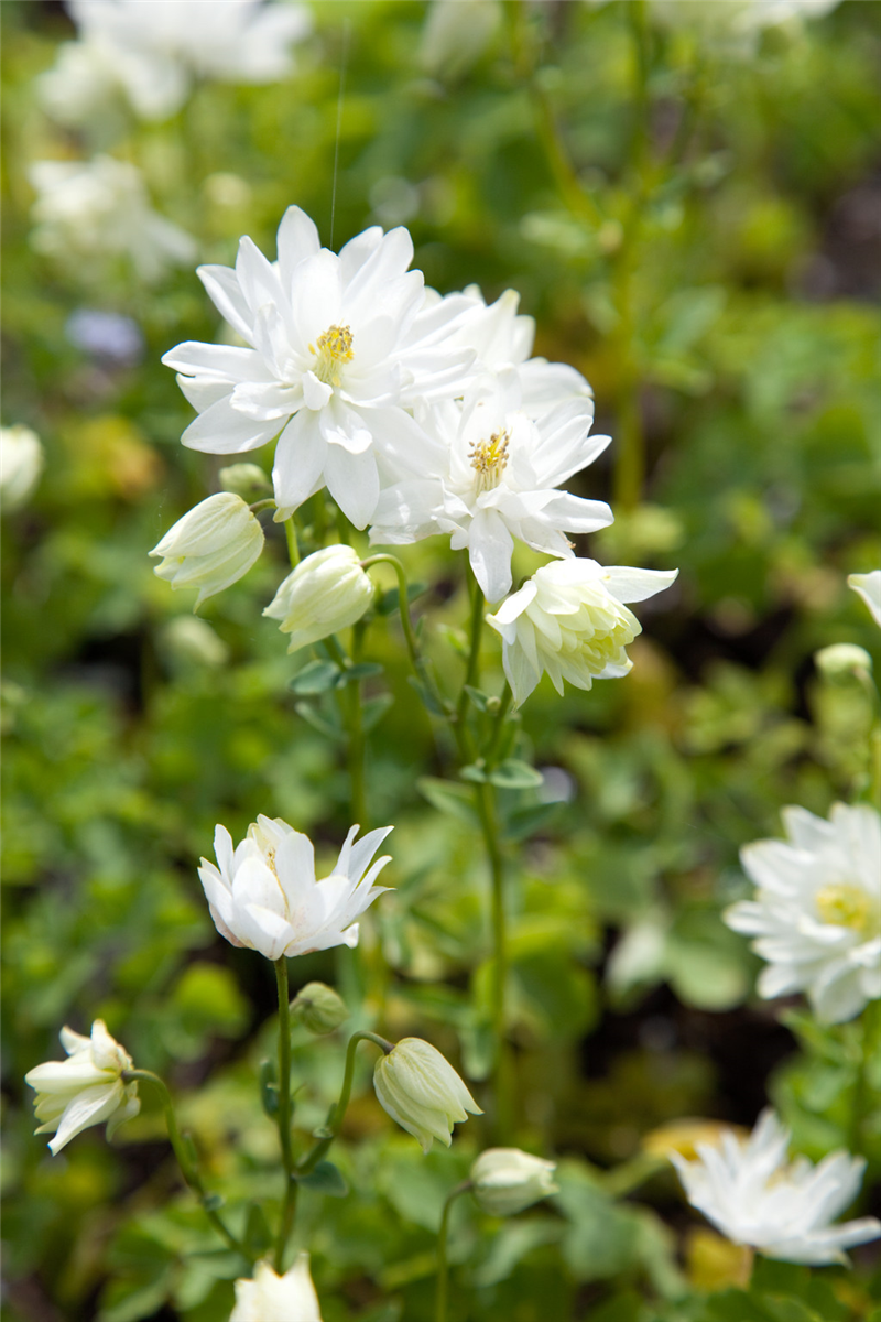 Aquilegia vulgaris Clementine White