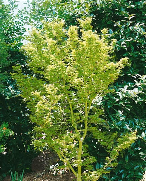 Acer palmatum Shishigashira