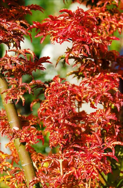 Acer palmatum Shishigashira