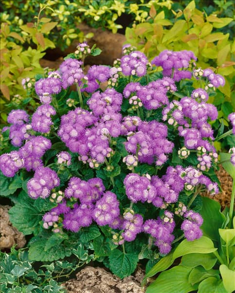 Ageratum houstonianum