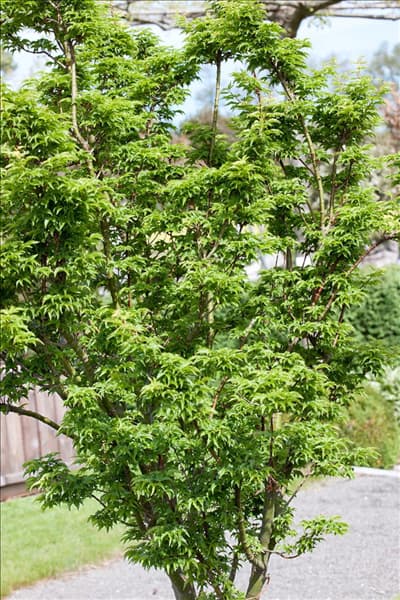 Acer palmatum Shishigashira