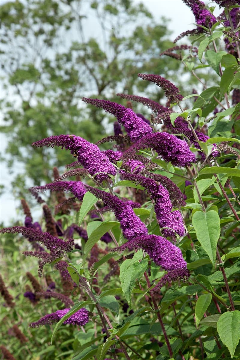 Buddleja davidii Flaming Violet