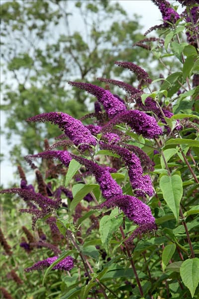 Buddleja davidii Flaming Violet
