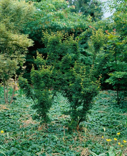 Acer palmatum Shishigashira