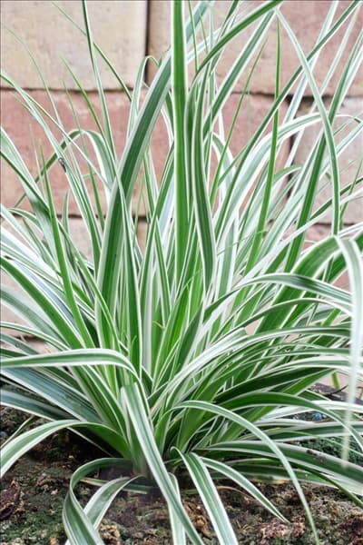 Carex oshimensis Fiwhite EVEREST