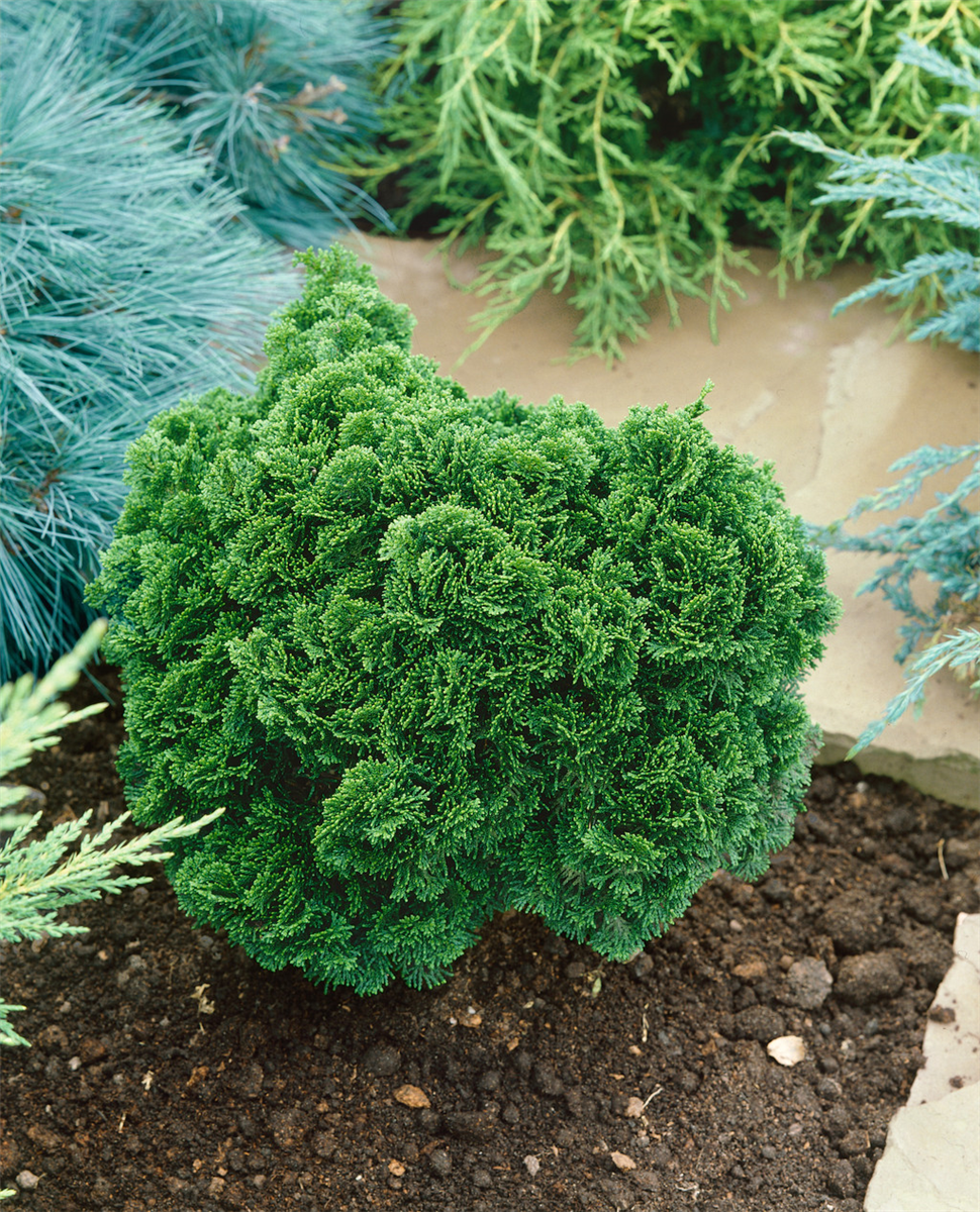 CHAMAECYPARIS OBTUSA NANA GRACILIS