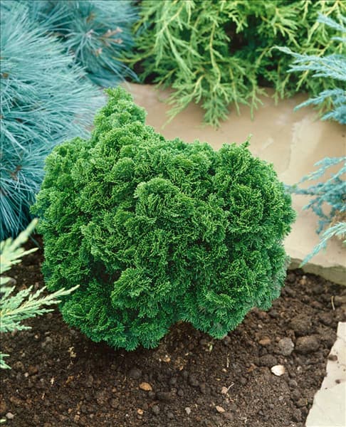 CHAMAECYPARIS OBTUSA NANA GRACILIS