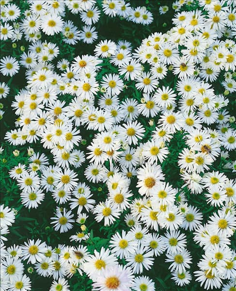 Aster dumosus Schneekissen