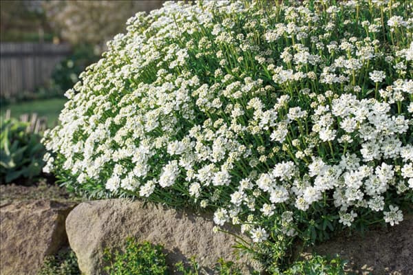 Arabis caucasica